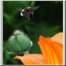 Hummeln am tuerkischen Mohn 02.jpg